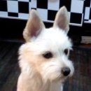 사당시장 이미지