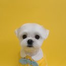 댕그루밍 이미지