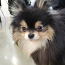 더왈츠앤조이피아 이미지