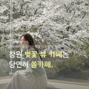 쏠 | 창원 벚꽃 뷰 카페 쏠카페 후기 인생사진 꿀팁 공유