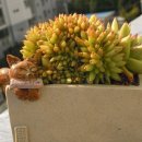 마리아의꽃자리
