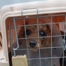 루비켄넬 이미지