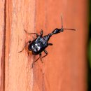 아라곤충 이미지