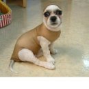 멍이와 냥이 이미지