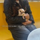 멍쉬멜로 네이버블로그
