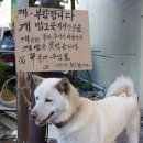 개밥그릇 이미지