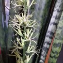 시몬농장 이미지