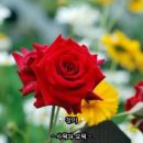 5월 18일 월요일 -장미, 사월과 오월- 이미지
