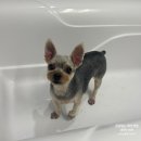 난이꾸꾸 애견미용실 이미지