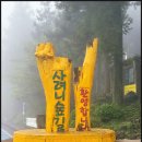 무장애숲 | 제주 사려니숲길 무장애나눔길 산책 후기 가족여행에 딱 좋은 힐링코스