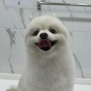 모모그루밍 이미지