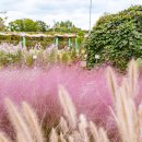 더 마을 핑크 이미지