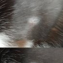 북악동물병원 | [고양이신부전]디지바이오 줄기세포 2차 투여(북악동물병원)