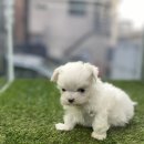 멍앤멍스 이미지