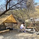 거북애견 이미지