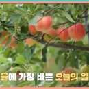 원사과농장