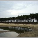 소나무풍경 이미지