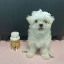 예랑그린텍 | 강아지유산균추천 견체공학 &#39;펫피더스&#39;