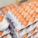 진일농장 이미지