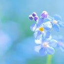 바람향기 이미지