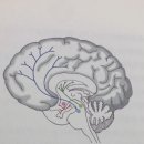 ADHD는 도파민 신경망의 결함과 관련이 있다?? 이미지