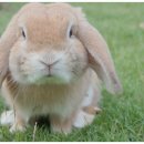 고려동물병원 미용실 이미지