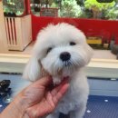 그루밍존 네이버블로그