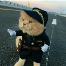 생선파는 고양이 이미지