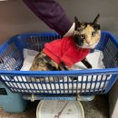 김동물병원 이미지