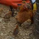 옛날토종닭 이미지