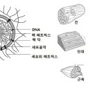 근막 신호전달 3 이미지