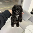 빼로독 강아지분양 의정부본점 이미지