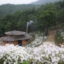 지리산구절초영농조합법인 이미지