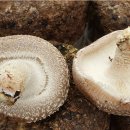 이한영농장 이미지