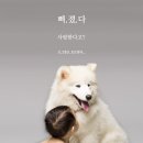 도그팡 이미지