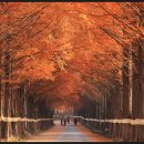 메타세콰이어길 이미지