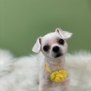 그로잉독 이미지