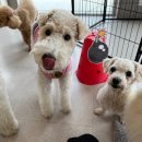 (주)하울팟케어클럽 이미지