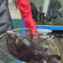 동진횟집 | [주문진 맛집] 주문진 회 어디서 먹어야 할지 모를 때, 블루리본 맛집 동진네횟집 렛츠고!(여행3일차)