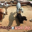 봄햄농장 이미지