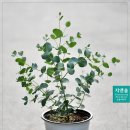 토분이야기