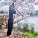 호텔봄날 | [경주 벚꽃 명소]보문호 벚꽃길~화사한 봄날~🌸(feat. 코모도 호텔 숙박후기)