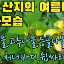 7.15일 산지의 여름나물들 개화모습―물레나물, 좁쌀풀, 등골나물, 참나리, 처녀바디, 쉽싸리, 꼬리조팝, 고추나물 등 조회수 3.4천 이미지