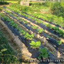 사내농장 이미지