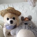 귀여운 강아지 이미지