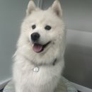 스테이영 애견학교 | 수원 대형견 호텔 : 사모예드 메리 호텔링 후기 스테이영 애견학교