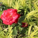 아산시신정호관리사무소 이미지