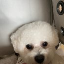 늘안아줄개 이미지