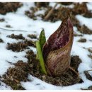 3월 31일 앉은부채 (Skunk cabbage) 이미지