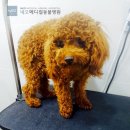 네오동물병원